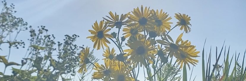nortrapp's profile banner image