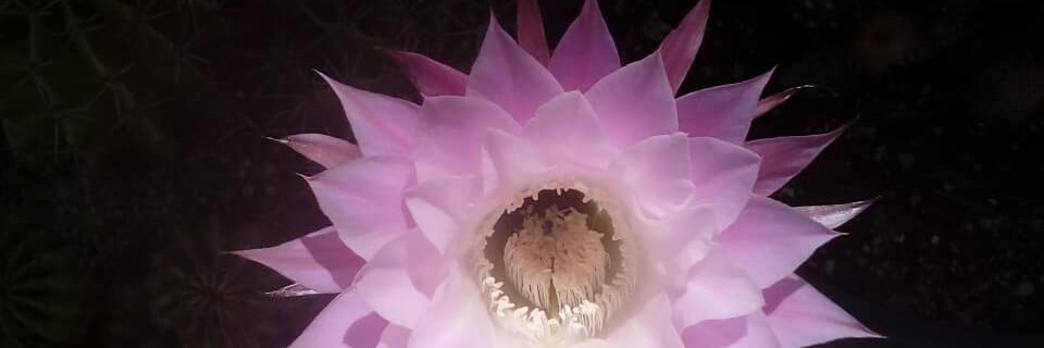 SurrealGarden's profile banner image