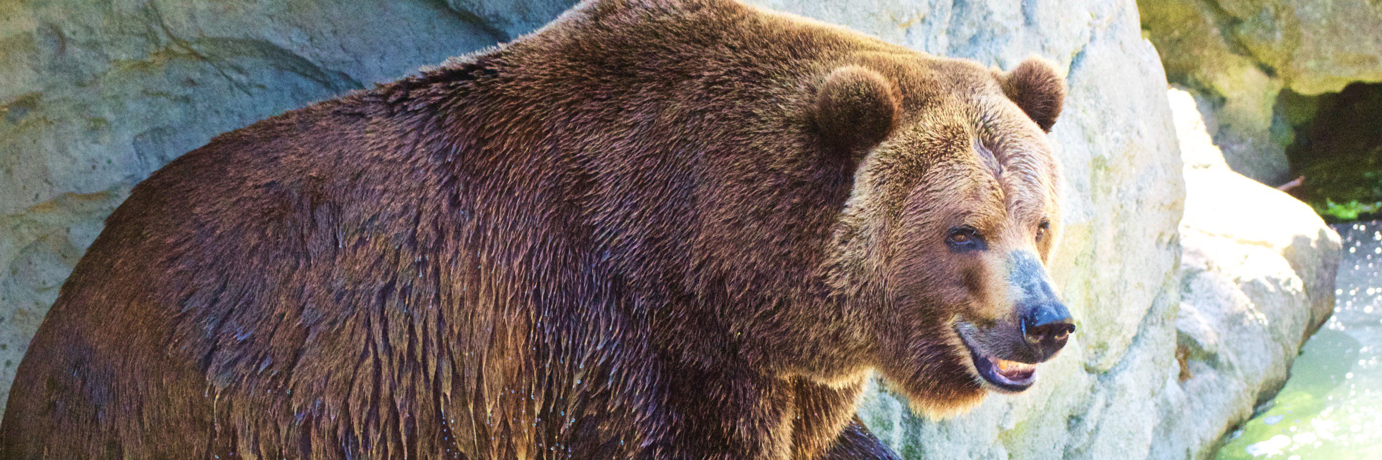 Ecosmith 🇺🇦🇺🇦 banner