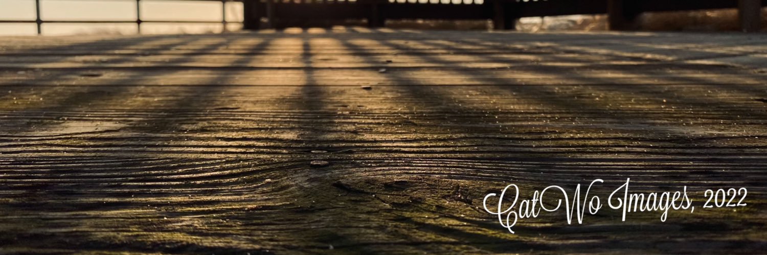 catwoimages's profile banner image