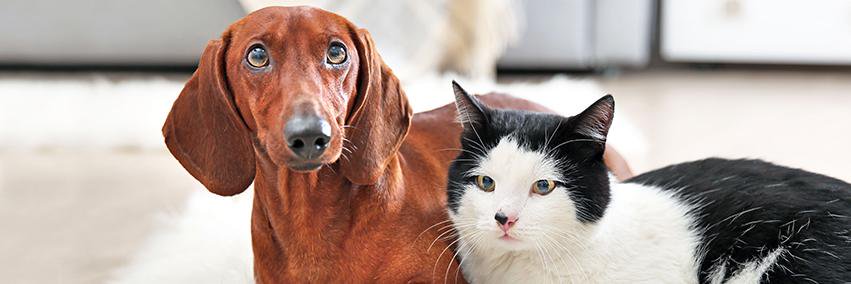 sentrypetcare's profile banner image