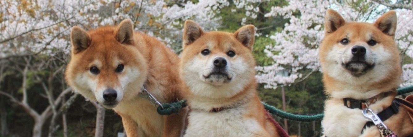 tama7653's profile banner image