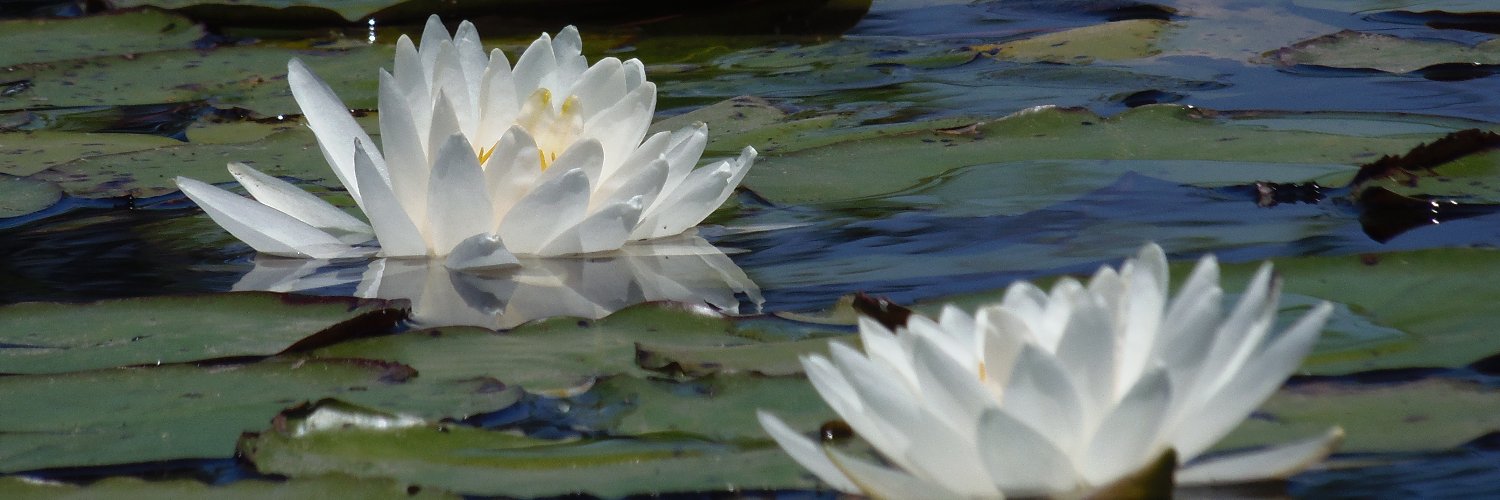 UFIFASEscambiaCo banner