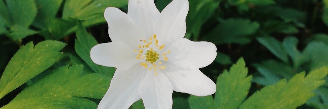 cinttuli's profile banner image