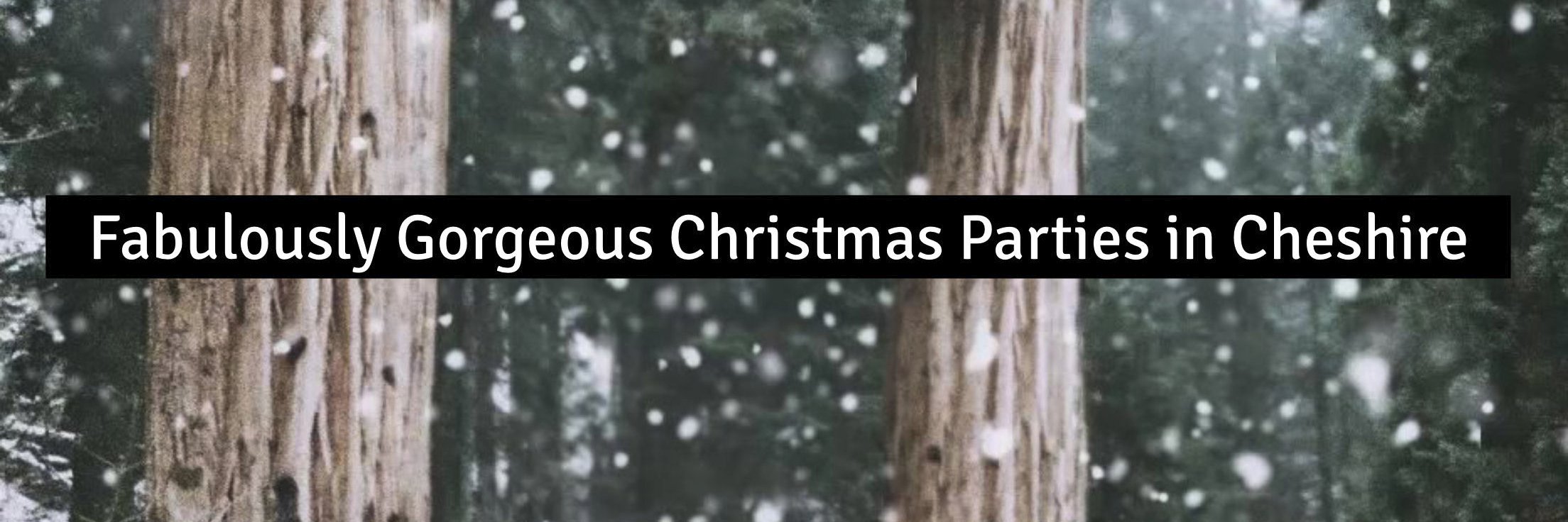 Festive_Project's profile banner image