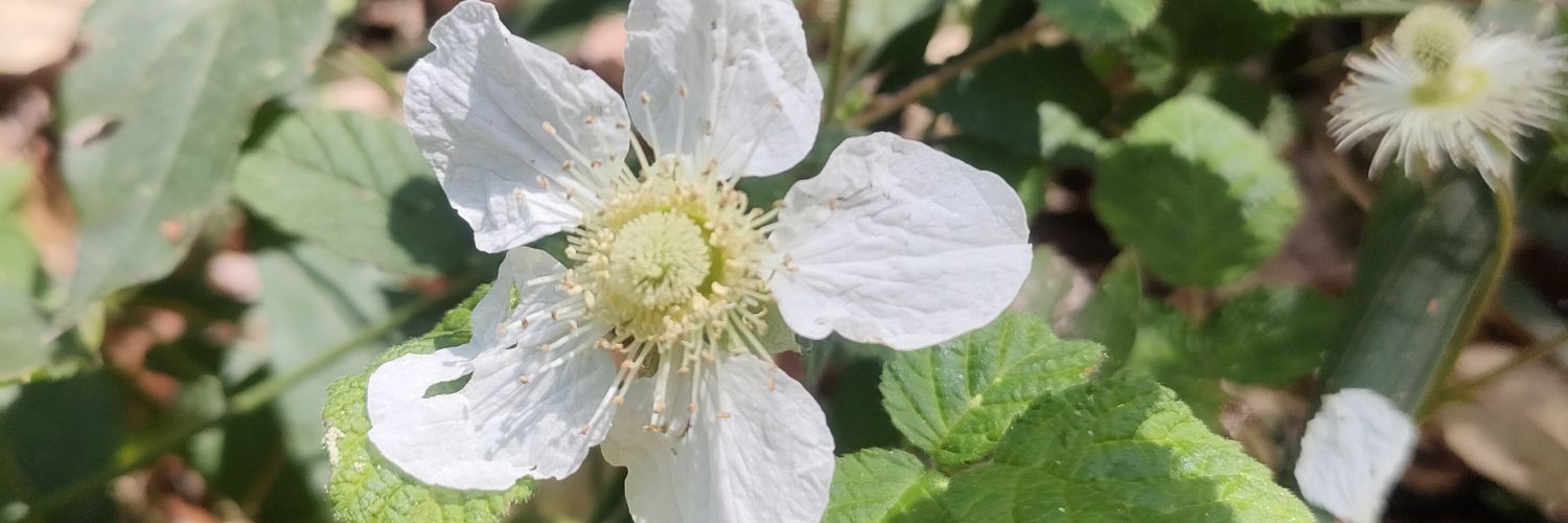 よわむし狼Aliciaฅ( ¯‎ࠔ¯ )ฅ banner