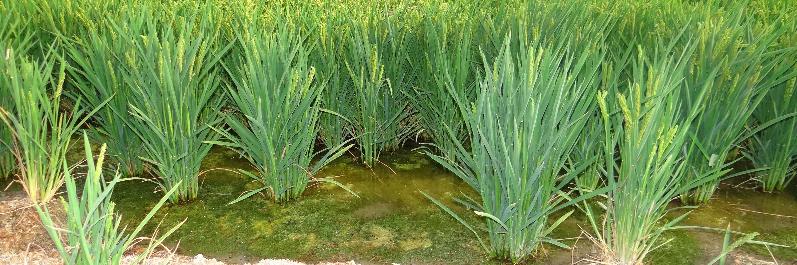 sebastien.lardeux banner