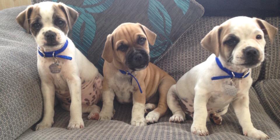 Lisa Reynolds banner