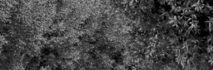 stalsnw's profile banner image