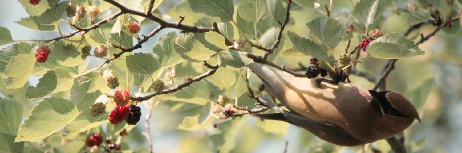 Betsy Sneller BLACK LIVES MATTER banner