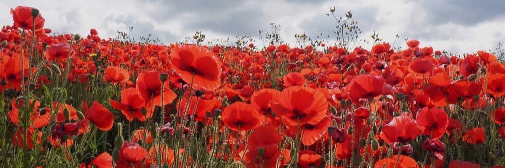 diane_patton's profile banner image