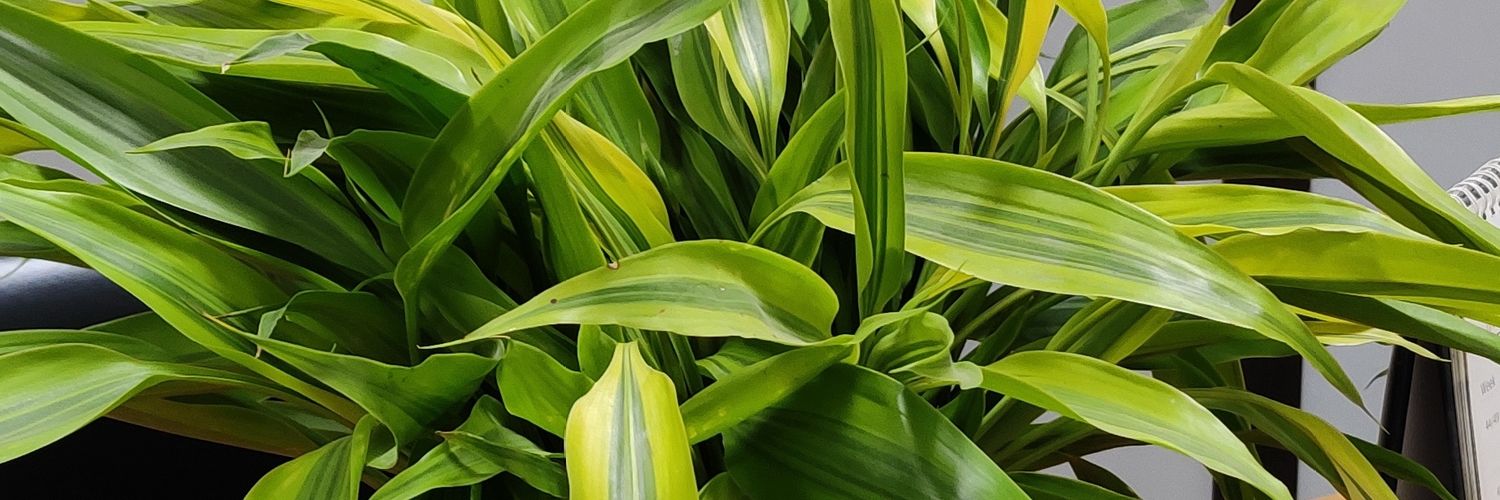 narasimhaprasa4's profile banner image