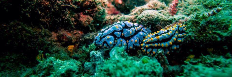 UEA Sub Aqua Club banner