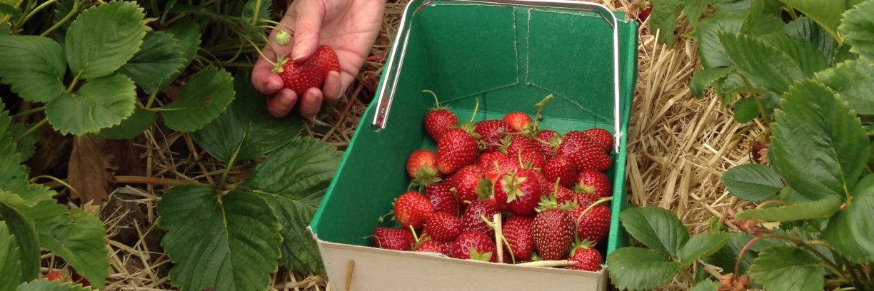 The Fruit Kitchen banner