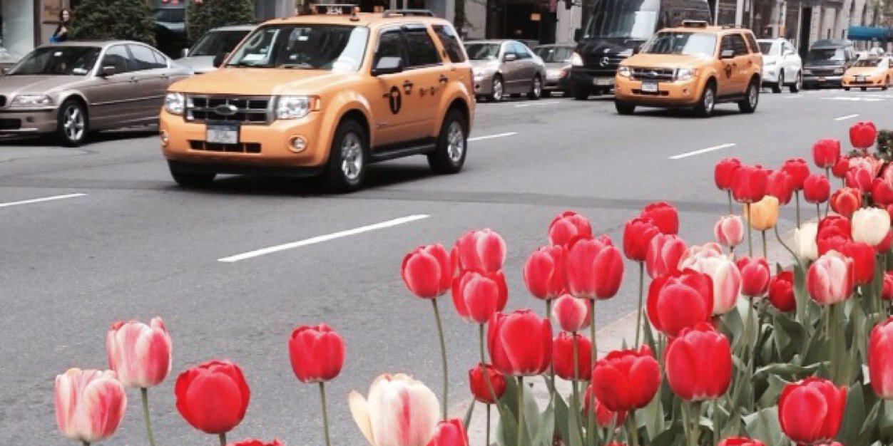 Emma Bergström banner