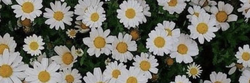 mollyadolfsson's profile banner image