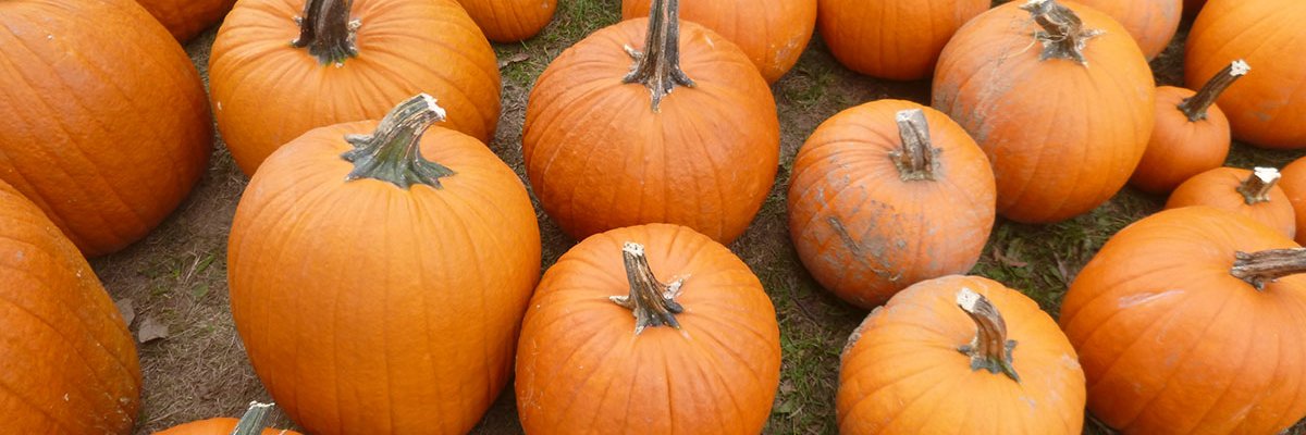 WeekendsInMaine's profile banner image