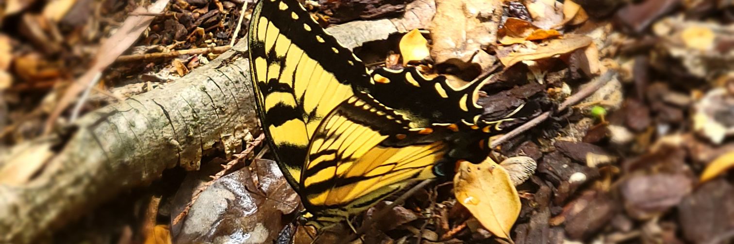 C. Domencic banner