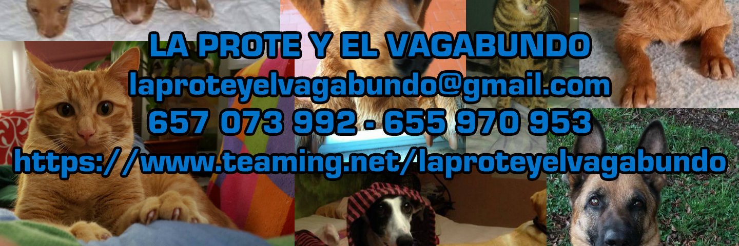 ProteVagabundo's profile banner image