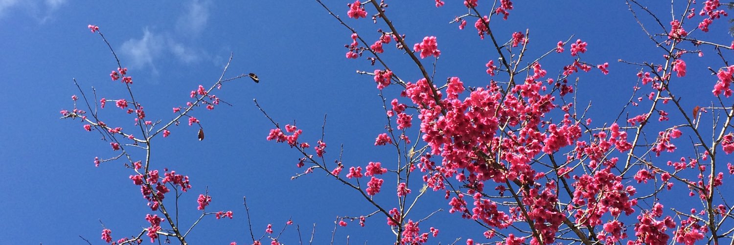 amandanvl's profile banner image