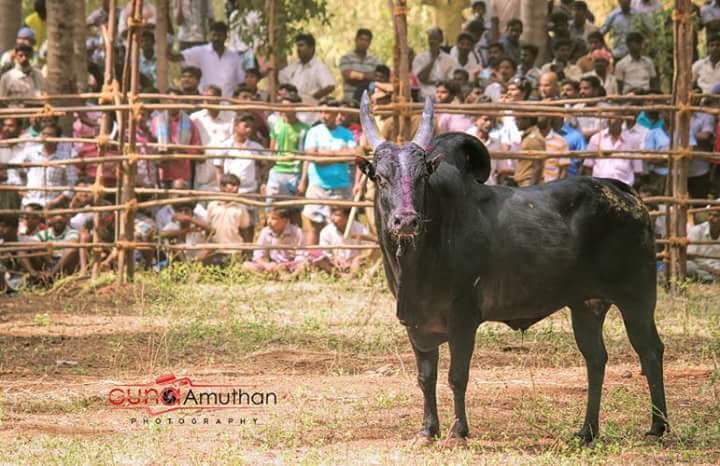 n6selvamani's profile banner image