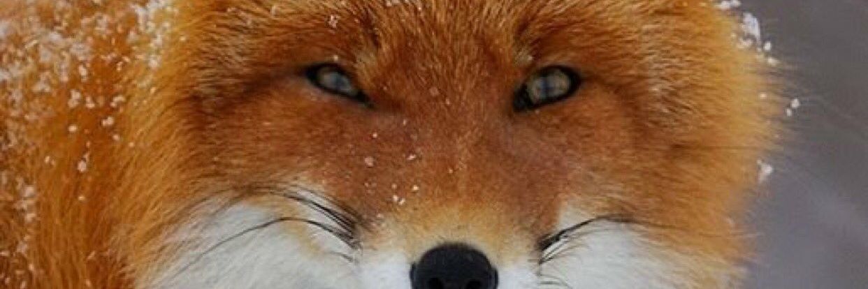 AnnaRedFox30's profile banner image