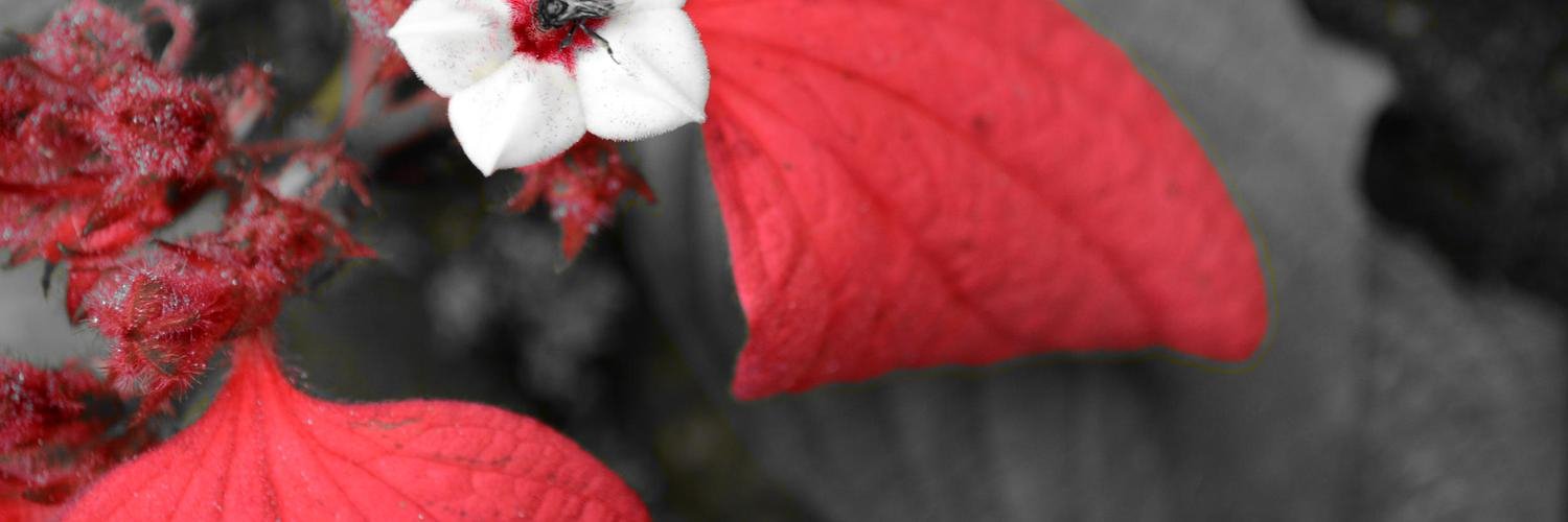 DawnPetley's profile banner image