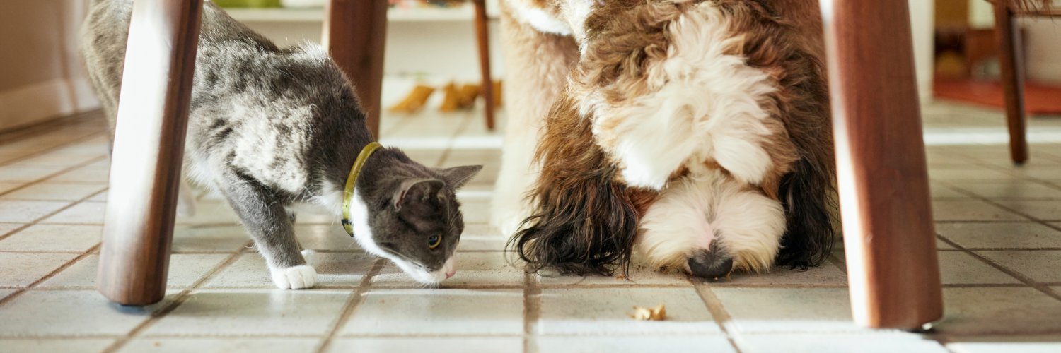 fuzzypethealth's profile banner image