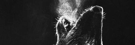 Wolf boi Boinky banner