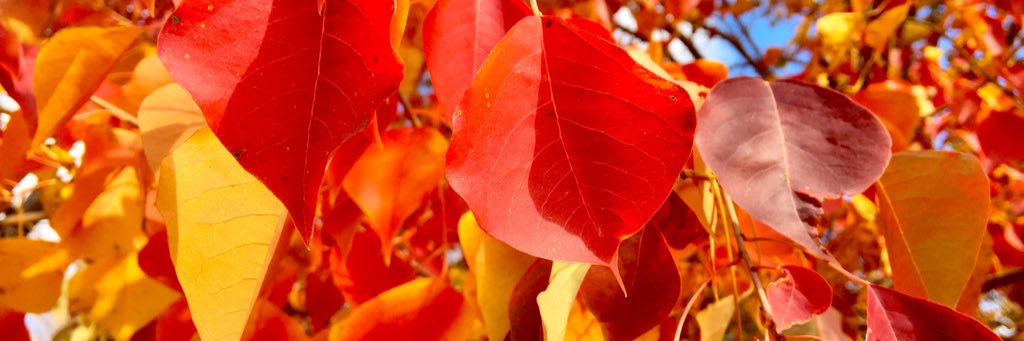 Bruce Gearing banner