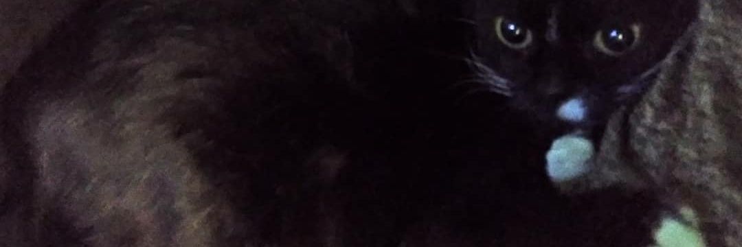 Taaa_Abreu's profile banner image
