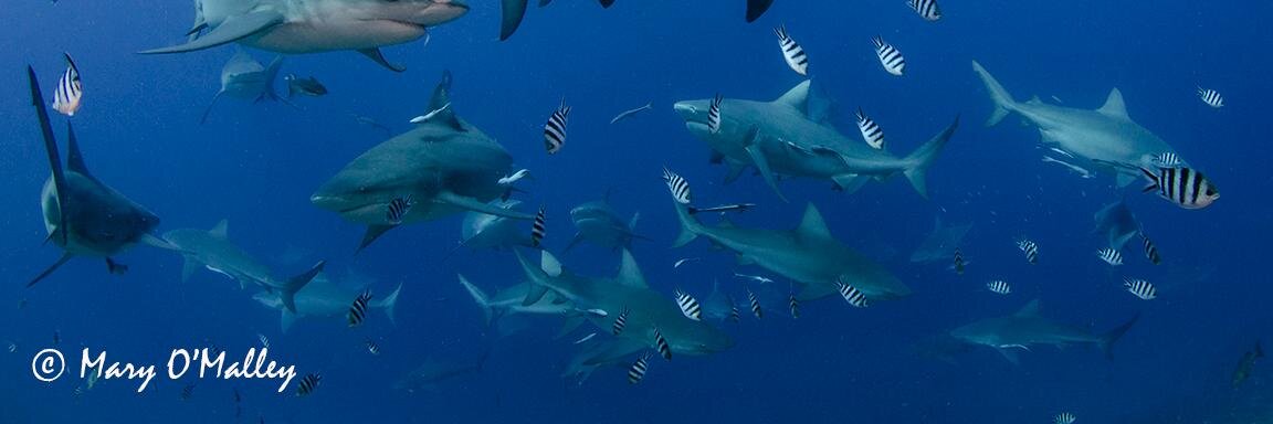 FijiSharks's profile banner image
