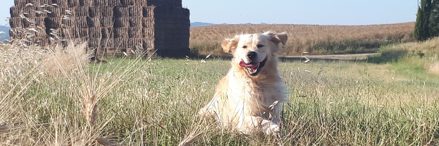 BaDiPs's profile banner image