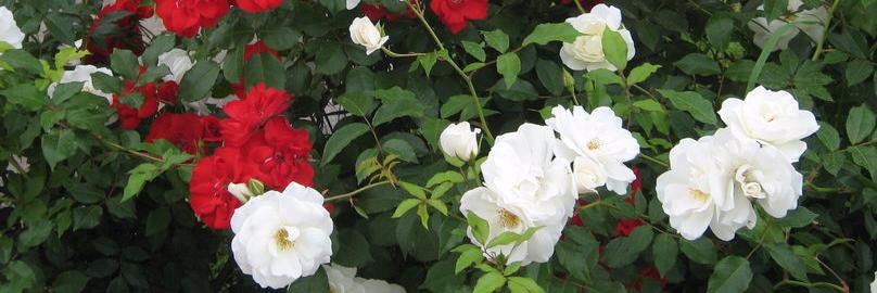 Beata Lagiera banner