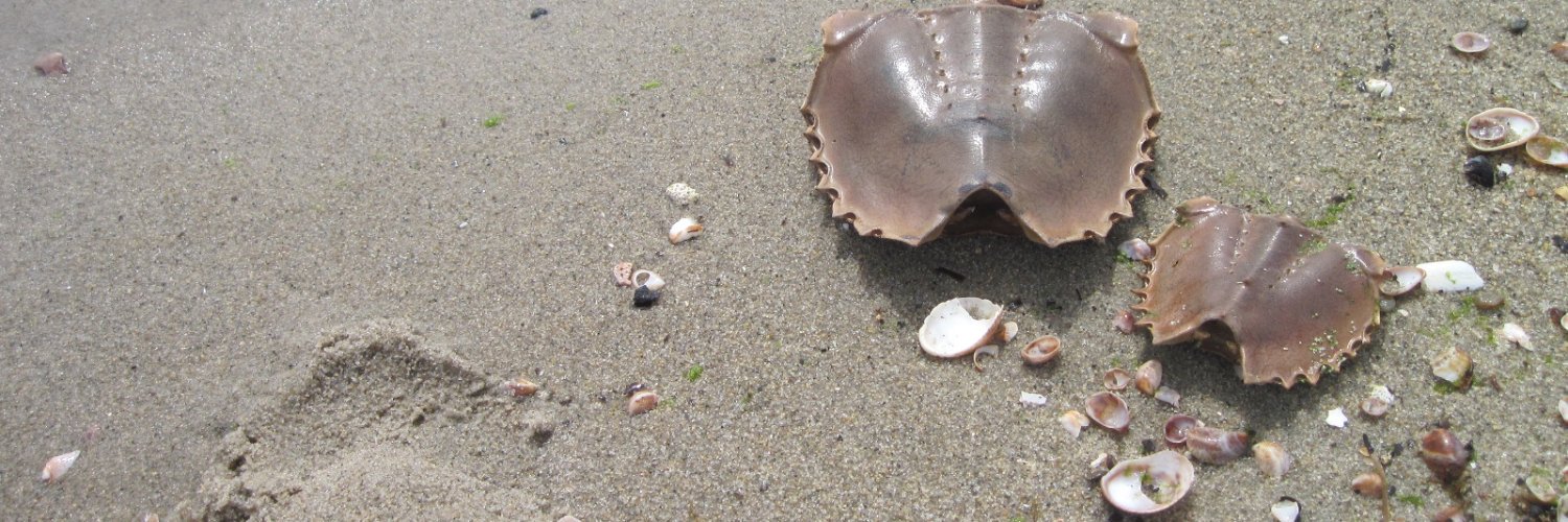 C Shells⁷ banner