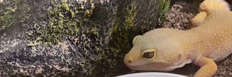 slippyeel00's profile banner image