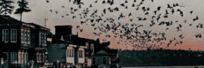.... banner