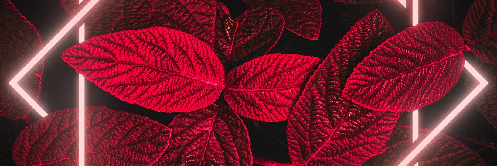 Wykeless's profile banner image