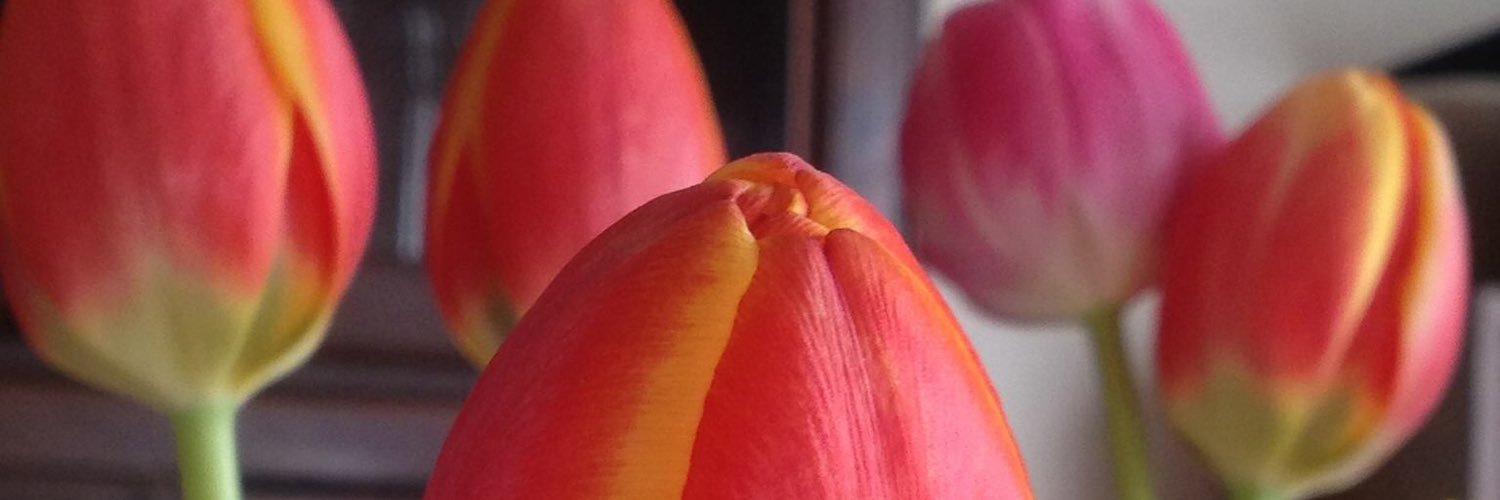 LanePietrylo's profile banner image