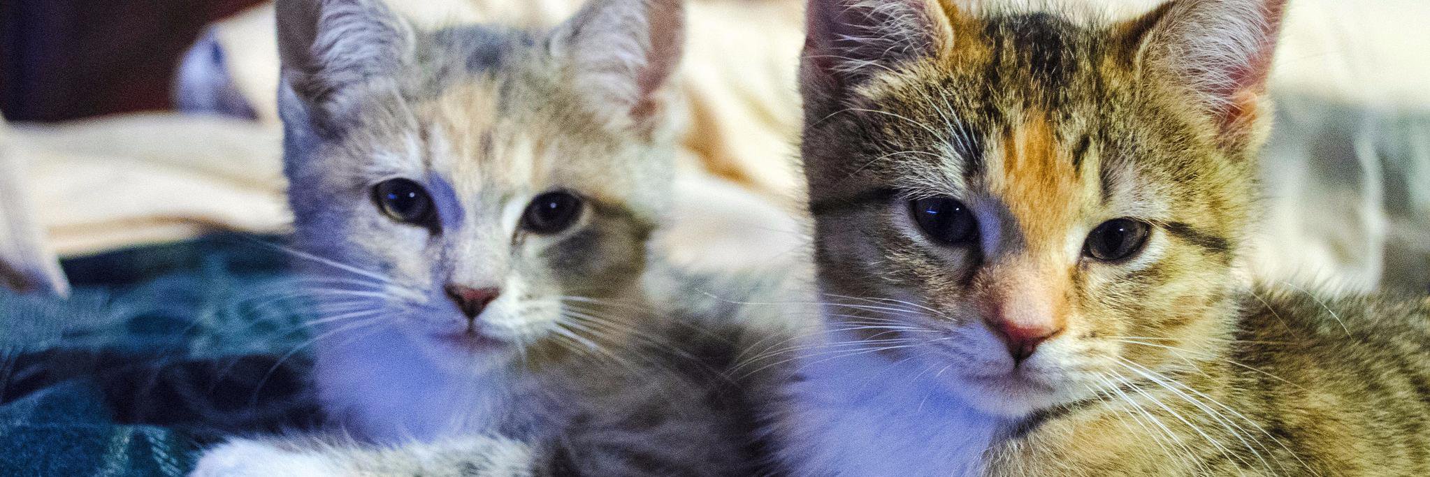 scamperbeasts's profile banner image