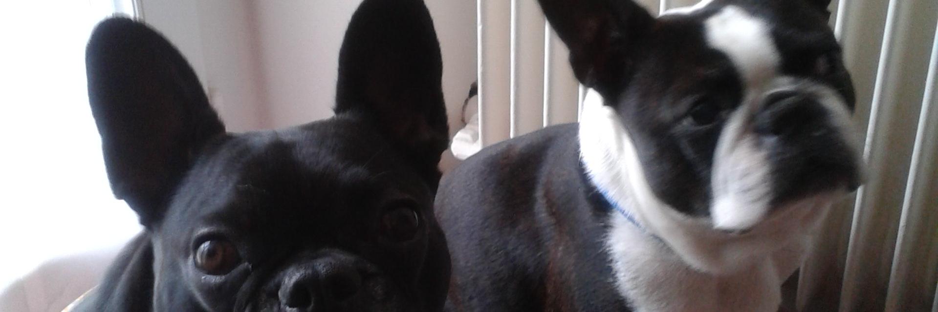 🇲🇫marie-françoise banner