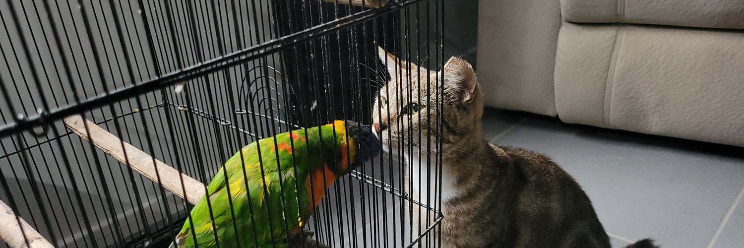 Turtlebum's profile banner image