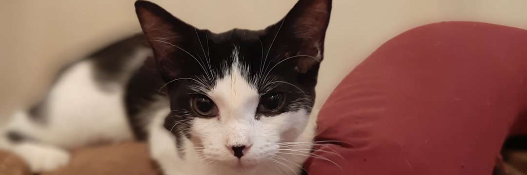 L0VREGA_'s profile banner image
