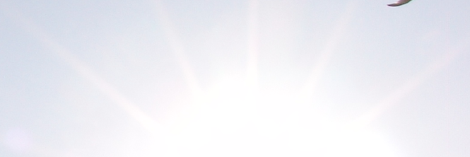 KalindiFonda's profile banner image