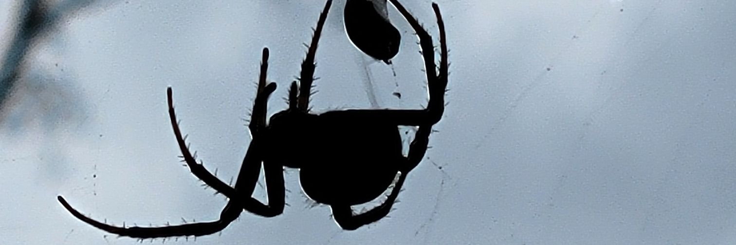 NPhillipsBugMan's profile banner image