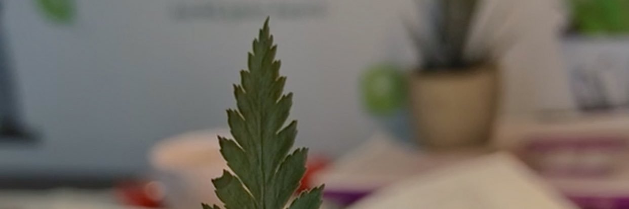 Aisha_Ali_89's profile banner image