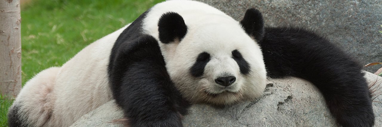 Al_Panda's profile banner image