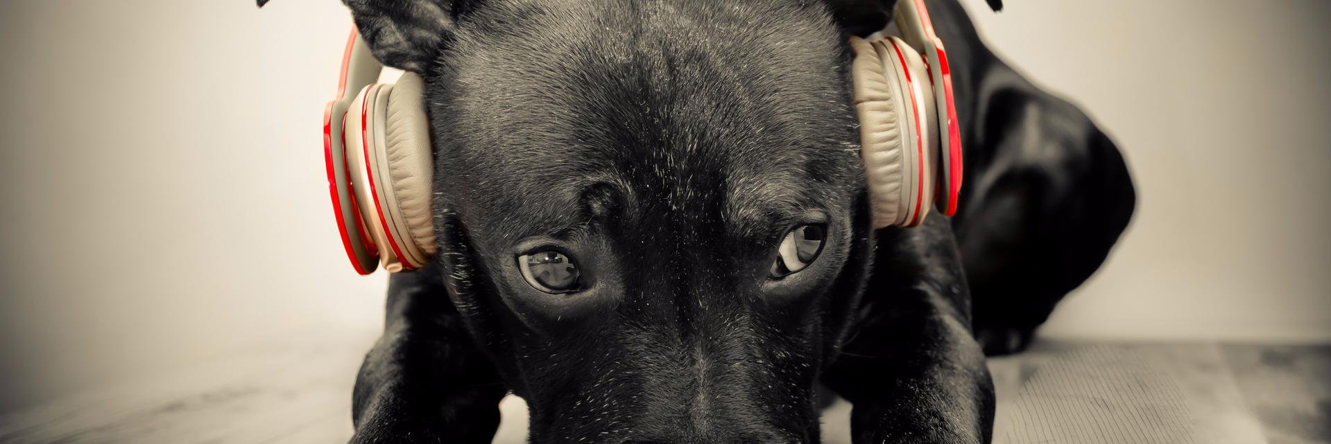 PuppyLuvRecords's profile banner image