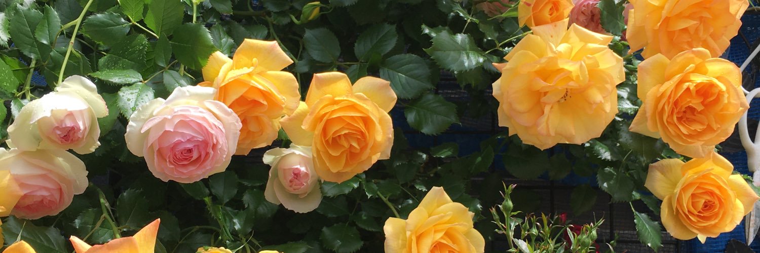 mimico422's profile banner image