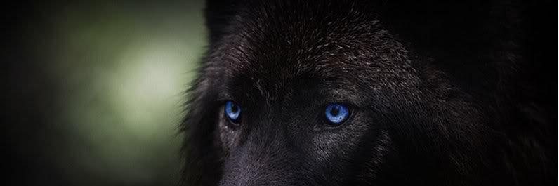 HellDogDeanW's profile banner image